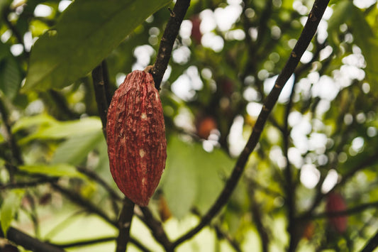 Discover cacao's rich history and health benefits. Join the Primal Cacao community today to enhance your wellness with our premium products!