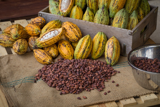 Learn the difference between cacao and cocoa powder, their origins, and health benefits. Discover premium cacao from Primal Cacao. Learn more here!