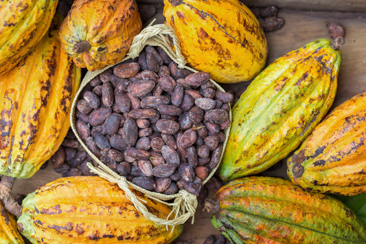 What Is Cacao Powder? Learn All About This Superfood. Learn what cacao powder is, its ancient origins, its health benefits, and how to incorporate it into your life. Experience this superfood with Primal Cacao.  