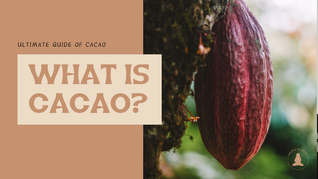 What is Cacao?